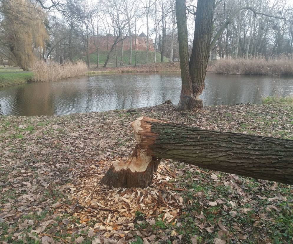 Międzyrzecz bobry 