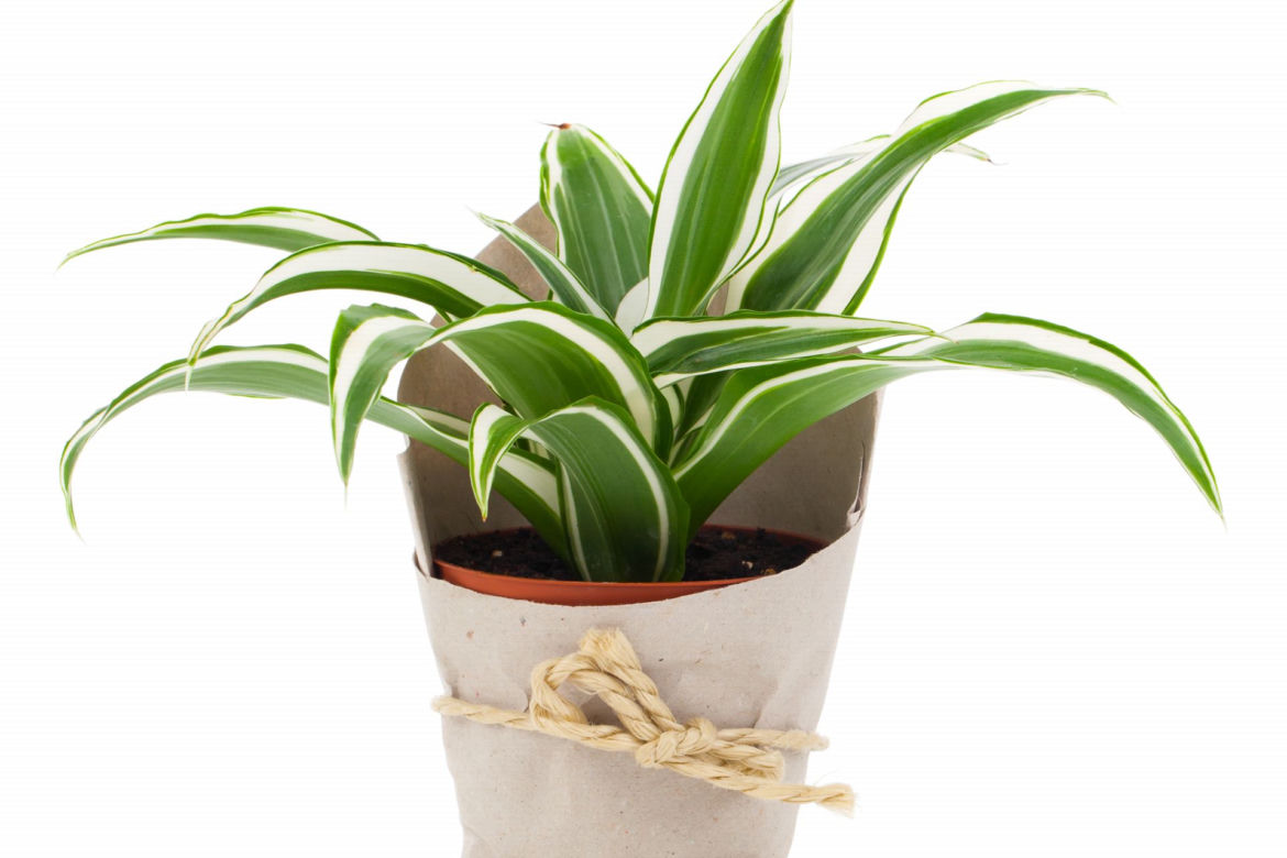 Dracena wonna - prezent