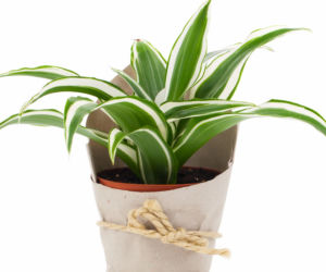 Dracena wonna