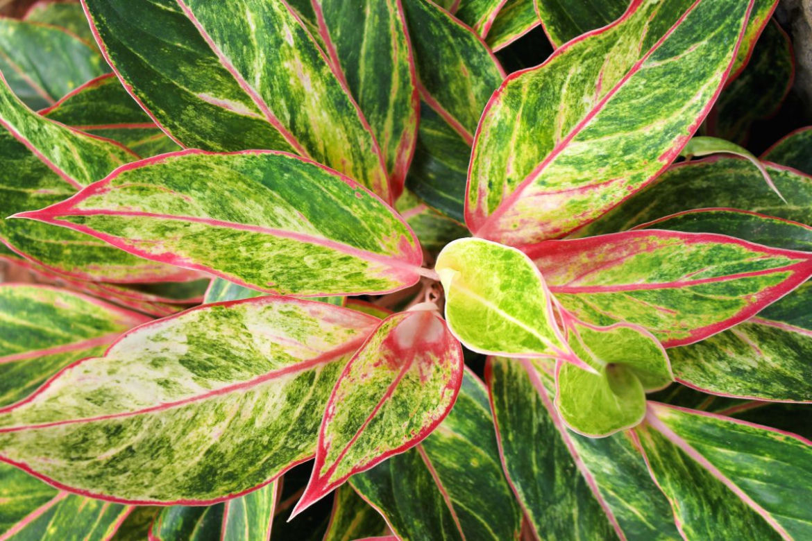 Aglaonema