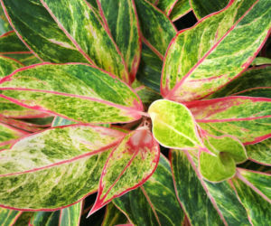 Aglonema