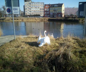 Łabędź spacerował w centrum Szczecina
