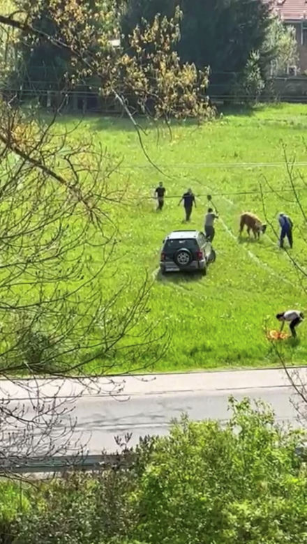 Horror na łące! Znęcali się nad cielakiem, wjeżdżali w niego samochodem