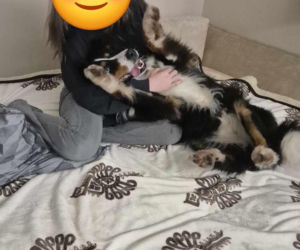 Niesamowita historia berneńczyka z Bydgoszczy! Bella wreszcie wróciła do domu