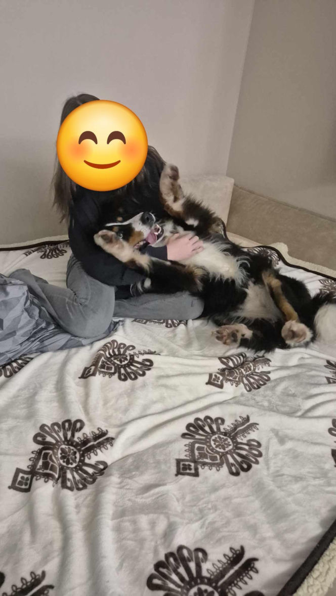 Niesamowita historia berneńczyka z Bydgoszczy! Bella wreszcie wróciła do domu