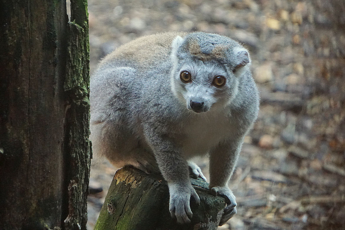 Lemury koroniaste we wrocławskim zoo