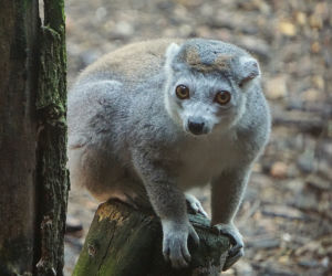 Lemury koroniaste we wrocławskim zoo