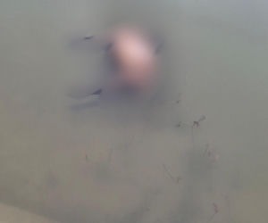 Koszmar w agroturystyce. Owce i daniele zagryzione, część zwierząt wrzucona do stawu!