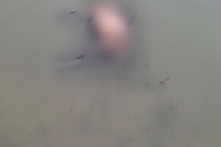 Koszmar w agroturystyce. Owce i daniele zagryzione, część zwierząt wrzucona do stawu!