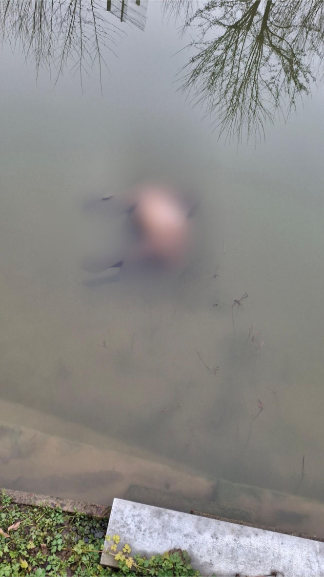 Koszmar w agroturystyce. Owce i daniele zagryzione, część zwierząt wrzucona do stawu!