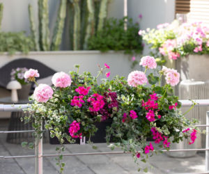 Pelargonie
