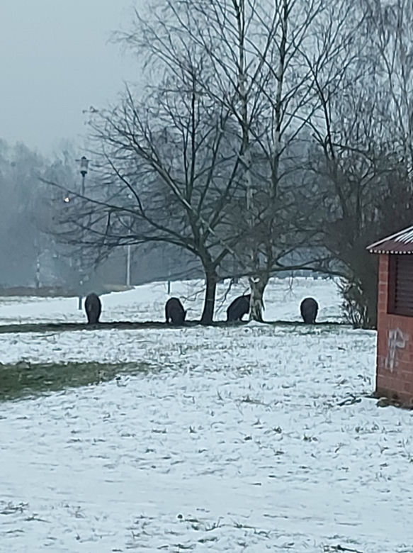 Dziki honorowymi ambasadorami Szczecina?