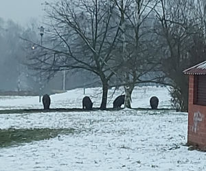 Dziki honorowymi ambasadorami Szczecina?