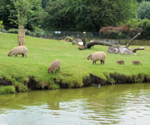 nowe zoo