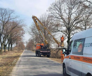 Pielęgnacja drzew w Gminie Inowrocław