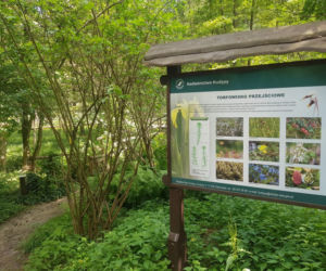 Leśne Arboretum Warmii i Mazur w Kudypach