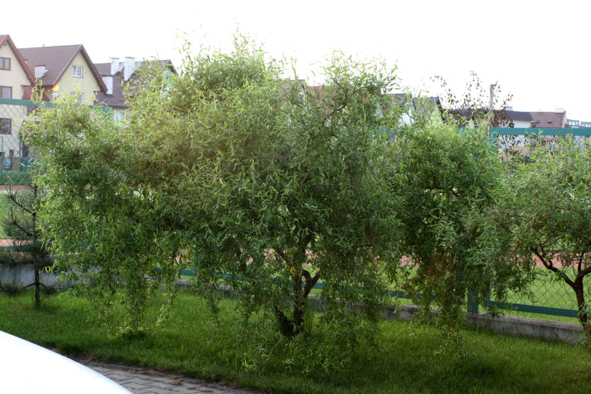 wierzba