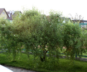 wierzba