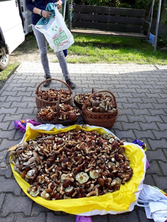 Wielkie grzybobranie w Wielkopolsce