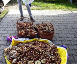 Wielkie grzybobranie w Wielkopolsce