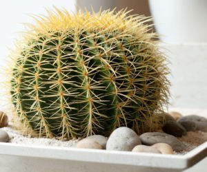 Echinocactus grusonii