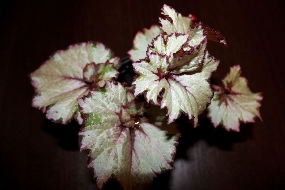 Begonia królewska