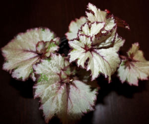Begonia królewska