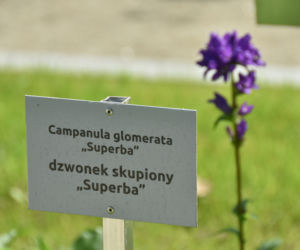 Ogród botaniczny Batorego wrócił do żywych