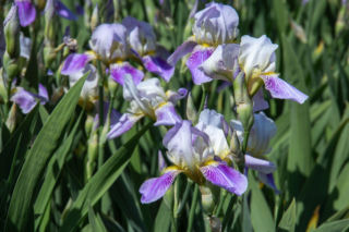 Jak prawidłowo sadzić irysy bródkowe? Czy kłącze ma być całe przykryte ziemią? Wyjaśnia ekspert