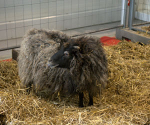 ZOOPARK 2019 w Lublinie. Wystawa pełna niezwykłości. Zobacz zdjęcia!