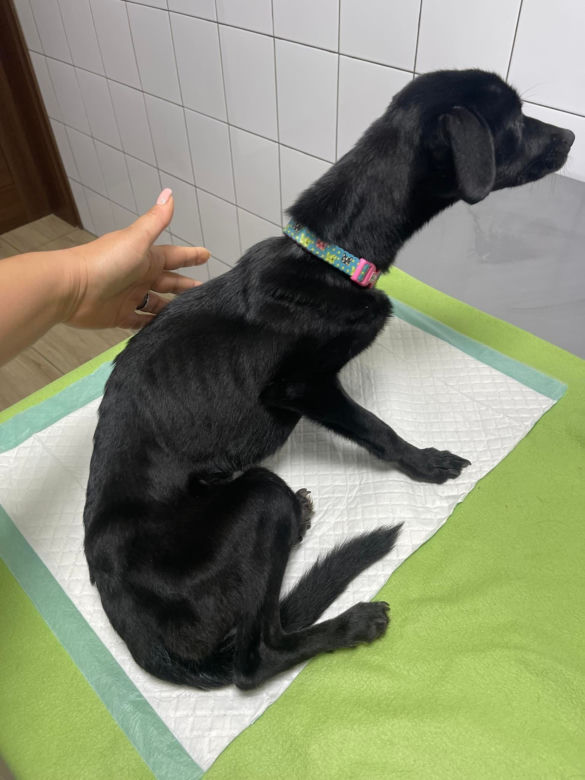 Dramatyczna interwencja Pet Patrol z Rybnika: "Tak wychudzonego psa jeszcze nie widzieliśmy"