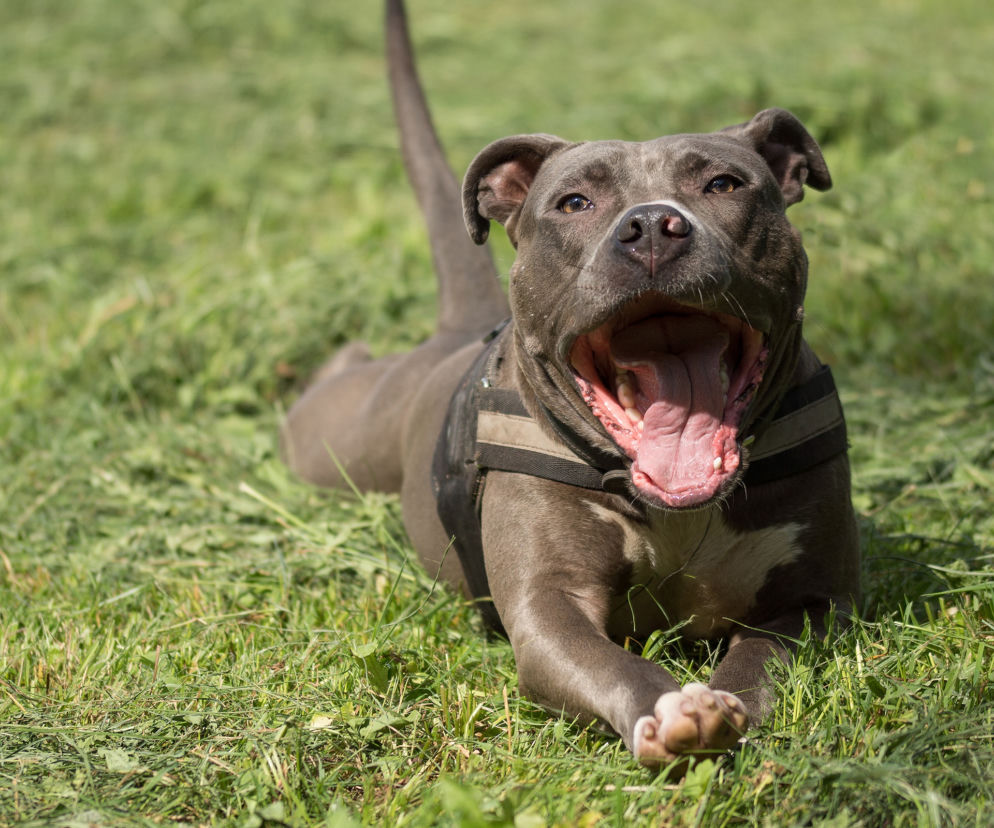 Amstaff