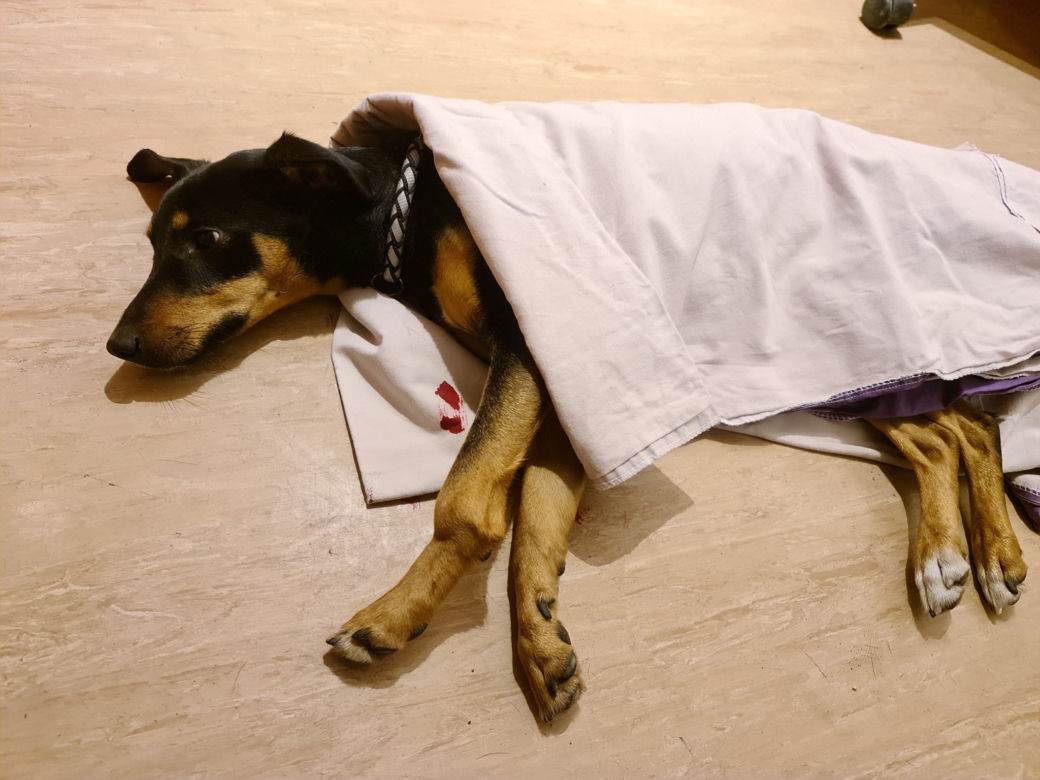 Wyrzucił psa z okna na trzecim piętrze!