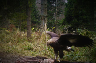 Wilki i orzeł ucztują w Bieszczadach. Natura na niezwykłych fotografiach [ZDJĘCIA]