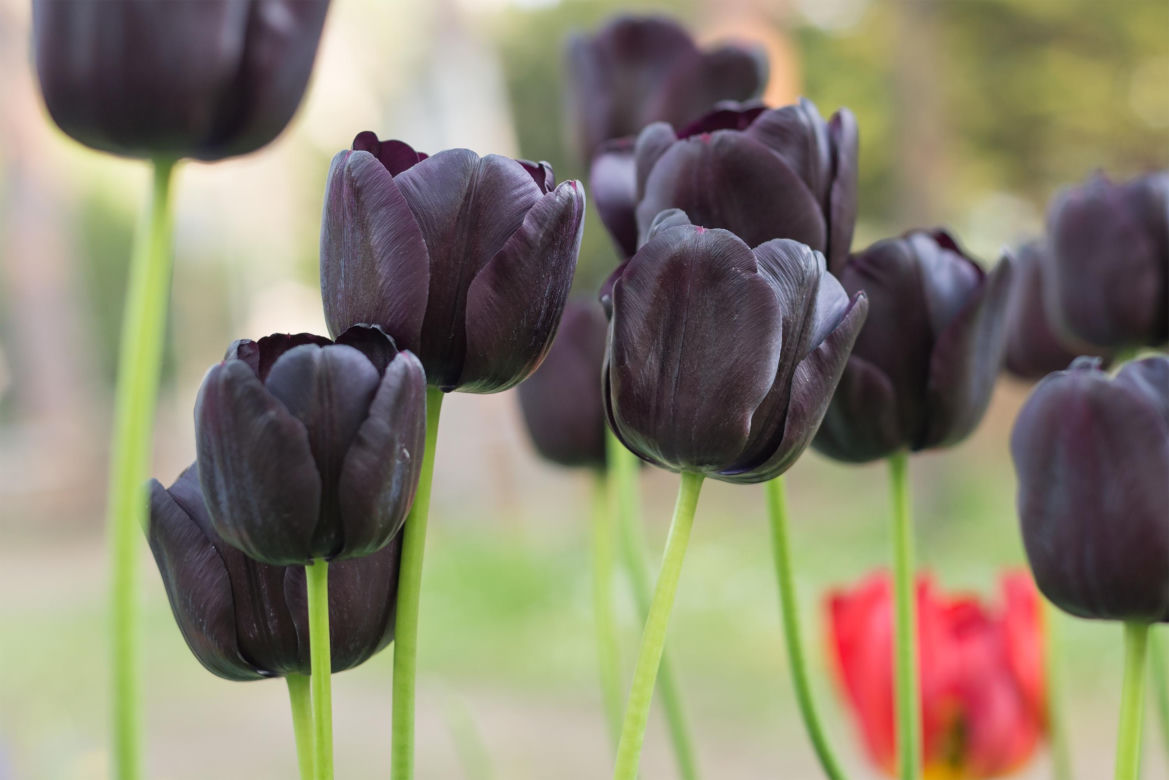 Czarne tulipany 