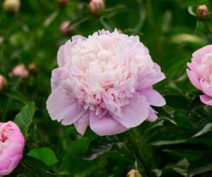 Piwonia 'Sarah Bernhardt'
