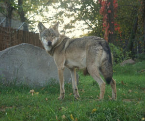 Weekendowe atrakcje we wrocławskim zoo: Dzień Wilka i charytatywny Dziki Bieg
