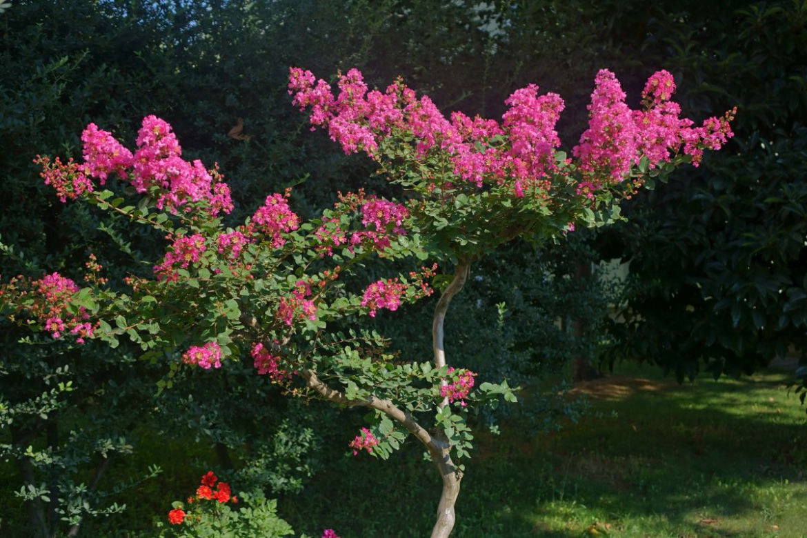 Lagerstremia indyjska