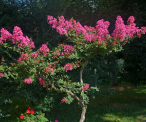Lagerstremia indyjska