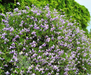 Powojniki - szkółka Clematis