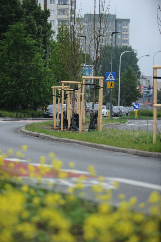 Przy Balatonie zielono! Posadzono drzewa i ogrody deszczowe