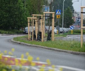 Przy Balatonie zielono! Posadzono drzewa i ogrody deszczowe