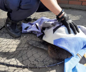 Łódź. Nietypowy gość zaglądał pod auta! Na miejsce wezwano policję! [ZDJĘCIA] 