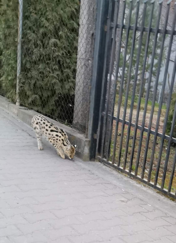Dziki serwal grasuje pod Krakowem