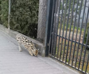 Dziki serwal grasuje pod Krakowem