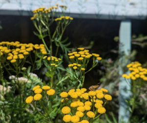 W pracowni Marii - Chwast Art