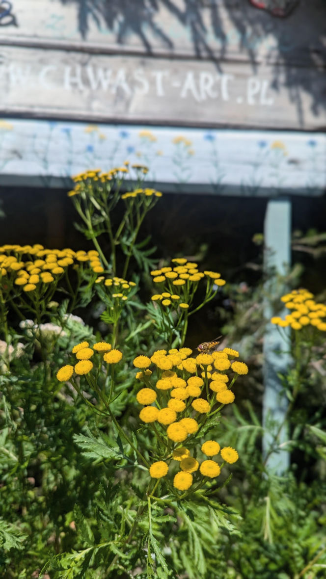 W pracowni Marii - Chwast Art