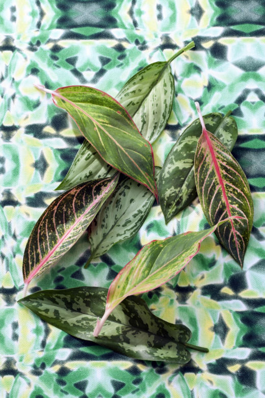Aglaonema
