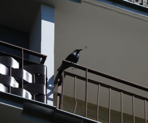 Jastrząb zaprowadzi porządek na Ursynowie. Nietypowy pomysł w Warszawie