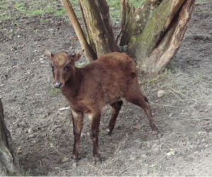 Mundżaka to jeden z najmniejszych przedstawicieli rodziny jeleniowatych. Maluch po urodzeniu waży około 0,5 kg. Po urodzeniu rodzina mundżaków liczy 5 osobników.